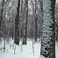 Зима, зима :: Raduzka (Надежда Веркина)