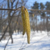 Отцветает лещина :: Галина Квасникова