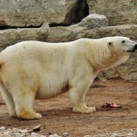 В Международный день белых медведей вспомним Норда :: Aida10 