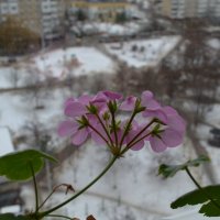 Скоро весна... :: Сергей Тимоновский
