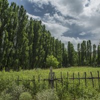 Роща тополиная... :: Сергей Ермишкин