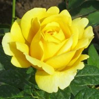 Дарите желтые цветы! :: Ольга Довженко