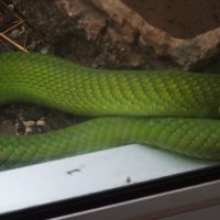 Зелёная змея :: Лариса 