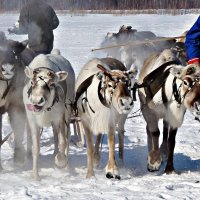 Северные. День оленевода :: Ната57 Наталья Мамедова