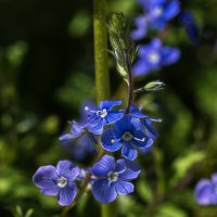 Цветы июня :: gribushko грибушко Николай
