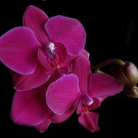 Орхидея. :: Nata 
