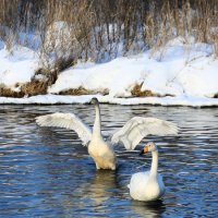 Белые лебеди :: Евгений Печенин