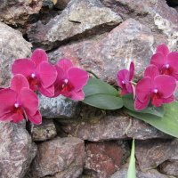 Чиста и прекрасна душа орхидеи :: Galaelina ***