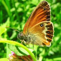 Сенница аркания (лат. Coenonympha arcania) — вид дневных бабочек из семейства Бархатницы :: vodonos241 
