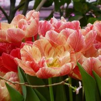 Весна красна тюльпанами :: Лидия Бусурина