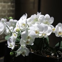 Орхидеи :: Andrey Vaganov