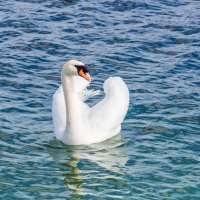 белый лебедь на пруду :: Viktor S