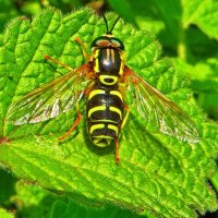 Журчалка красивая, или изящная (Chrysotoxum festivum) — муха семейства журчалок (Syrphidae) :: vodonos241 
