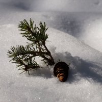 На память о зиме :: Галина Кан