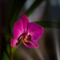 Вечерняя орхидея. :: Laborant Григоров