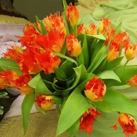 Тюльпанs Лео (Tulipa Leo) :: Елена Павлова (Смолова)