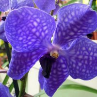 И это тоже орхидея... :: Тамара Бедай 