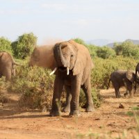 Слоны, Кения, пылевые ванны :: Andrey Vaganov