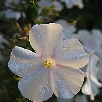 Словно нежная снежинка флокса белого цветок... :: ТАТЬЯНА (tatik)