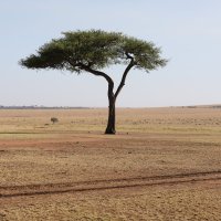 Кения, одинокое древо :: Andrey Vaganov