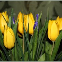 Красочные тюльпаны способны осветить самые сумрачные дни и зажечь печальные глаза искренним счастьем :: Tatiana Markova