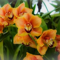 Чудо орхидей :: Наталья Лакомова
