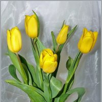 Желтые тюльпаны :: Елена (ANEL-VP) .