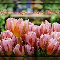 Сегодня день Тюльпанов! :: Татьяна Помогалова