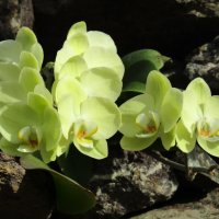 Орхидея :: Galaelina ***