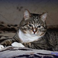 Наш кот Бося :: Валентина Ильиных