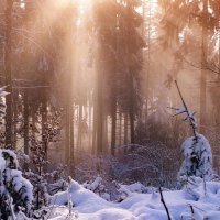 в заколдованном зимнем лесу :: Elena Wymann