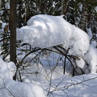 Снег залез на деревца... :: ВикТор Быстров