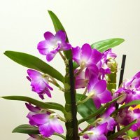 Прекрасная орхидея :: Генрих 