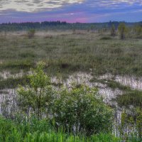 Утро на болоте :: Константин 