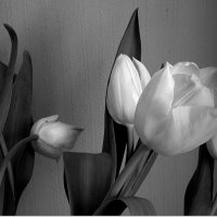 Белые тюльпаны :: Людмила 