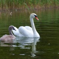 Мы вместе! :: Ольга Кирсанова