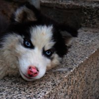 Husky puppy :: Nikola Ivanovski