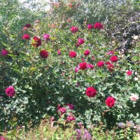 Розы в парке :: minchanka 