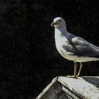 Venezia.Il Gabbiano d'argento è la regina stessa. :: Игорь Олегович Кравченко