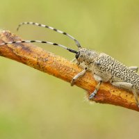 Большой осиновый скрипун (Saperda carcharias) :: Максим Рыжов