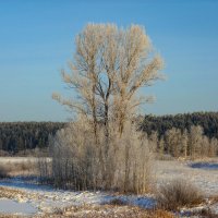 Одинокий тополь :: Алексей Сметкин