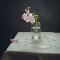 одинокий тюльпан... :: Natali-C C
