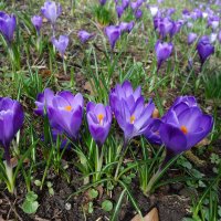 По земле весна гуляет,...Крокус снова расцветёт... :: Galina Dzubina