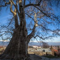 *** :: Виктория Павлова