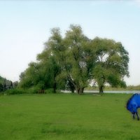 Сон о Синем коне на зелёной траве :: Владимир Безгрешнов