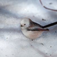 Ополовник. :: Владимир Безбородов