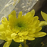 Солнечная хризантема украшает мой дом :: Елена Семигина