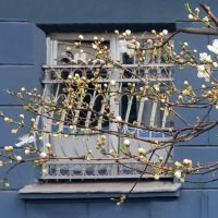 Весна стучится в окна :: Наталья (D.Nat@lia)