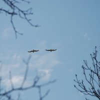 чайки над весенним парком :: Асенька Ломакина