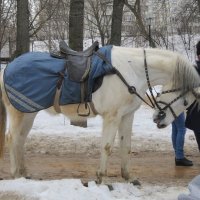 Белая лошадь :: Дмитрий Никитин